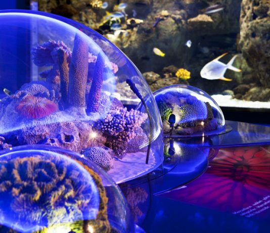 Стамбульский аквариум — океанариум Флория 🐋 Цены 2026 Стамбульский аквариум