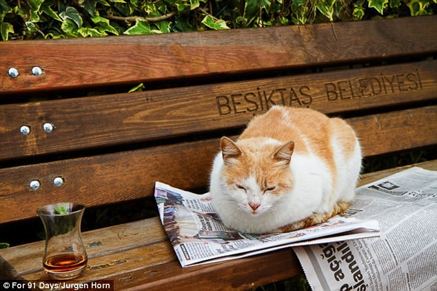Стамбул - город кошек