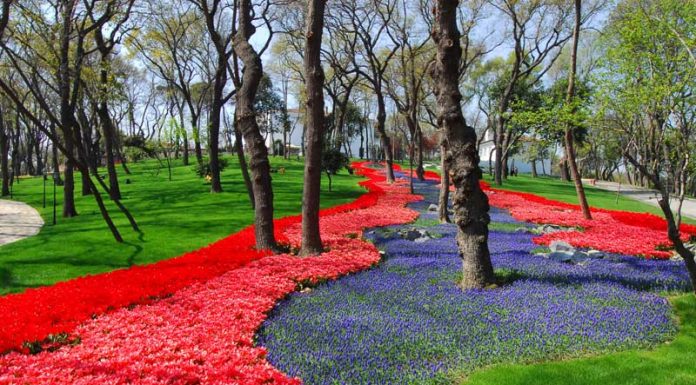 Фестиваль тюльпанов в Стамбуле: парк Эмирган