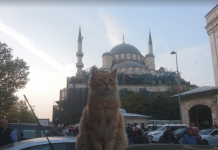 Новая мечеть в Стамбуле - мечеть валиде султан